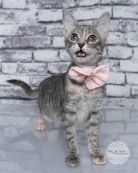 Muffin -  Domestic Short Hair and Tabby Cat for Adoption in Tuscaloosa, Alabama - Muffin | PetCurious