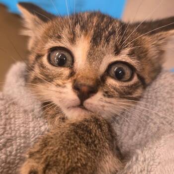 Peeps -  Domestic Short Hair Cat for Adoption in Council Bluffs, Iowa - Peeps | PetCurious