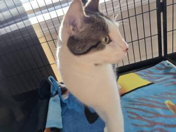 Domestic Short Hair Cats Available for Adoption in Southbury, Connecticut - Mateo | PetCurious
