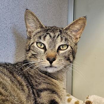 Domestic Short Hair Cats Available for Adoption in Cedar Rapids, Iowa - Pumpkin Pie | PetCurious