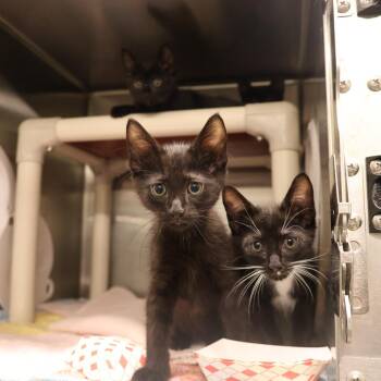Domestic Short Hair Cats Available for Adoption in Briarcliff Manor, New York - Scooby | PetCurious