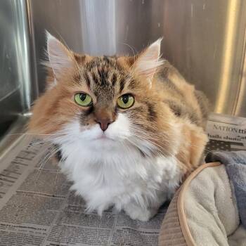 Domestic Long Hair Cats Available for Adoption - Barbara | PetCurious