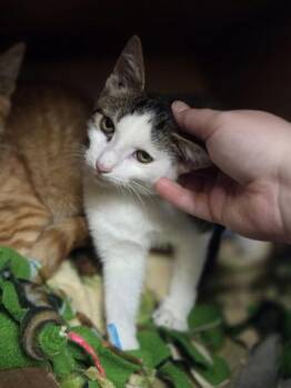 Luther -  Domestic Short Hair Cat for Adoption in Westland, Michigan - Luther | PetCurious