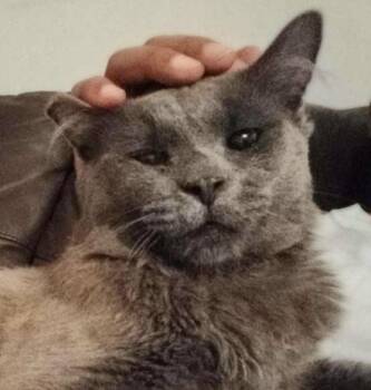 Brody -  Russian Blue and Domestic Medium Hair Cat for Adoption in Chicago, Illinois - Brody | PetCurious