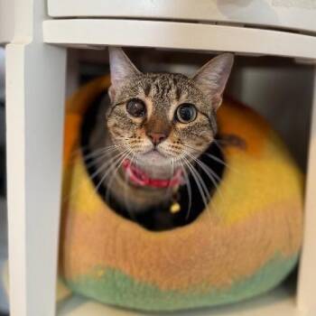 June Bug Whiskerpaws -  Tabby and Domestic Short Hair Cat for Adoption in Friendswood, Texas - June Bug Whiskerpaws | PetCurious