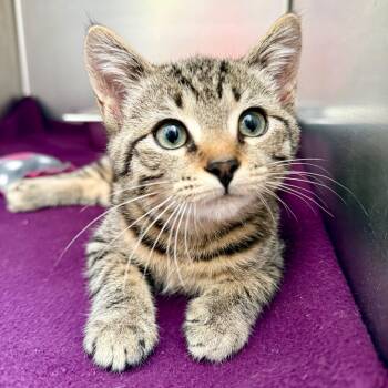 Bonnie -  Domestic Short Hair Cat for Adoption in Asheville, North Carolina - Bonnie | PetCurious
