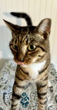 Rescue Domestic Short Hair Cats for Adoption in Johns Creek, Georgia - Bayou | PetCurious