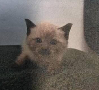 Emily -  Domestic Short Hair Cat for Adoption in Burnsville, North Carolina - Emily | PetCurious