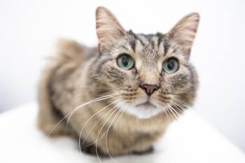 Coconut -  Domestic Long Hair Cat for Adoption in Montclair, New Jersey - Coconut | PetCurious