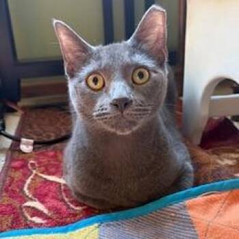 Domestic Short Hair Cats Available for Adoption in Green Bay, Wisconsin - Pickles | PetCurious