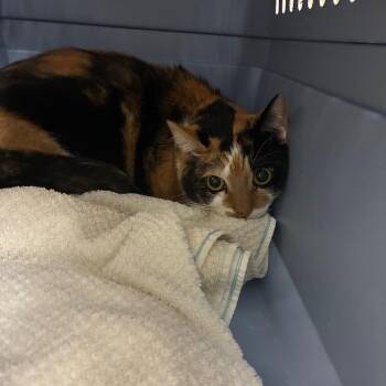 Snickers -  Domestic Short Hair Cat for Adoption in Milan, Illinois - Snickers | PetCurious