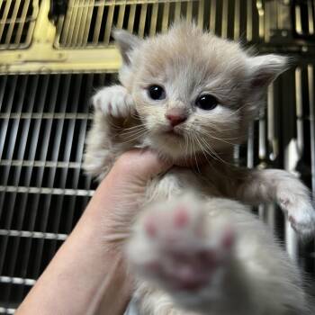 Domestic Short Hair and American Bobtail Cats Available for Adoption in Harrisville, West Virginia - Bella | PetCurious