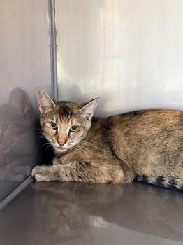 TOAST* -  Domestic Short Hair Cat for Adoption in Santa Cruz, California - TOAST* | PetCurious