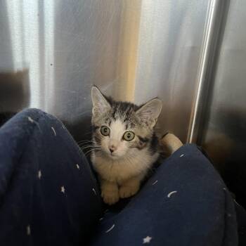 Lady -  Domestic Short Hair Cat for Adoption in Washington, Utah - Lady | PetCurious