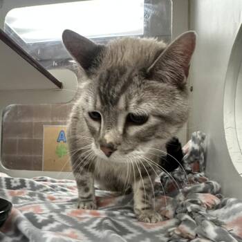 Bibble -  Domestic Short Hair Cat for Adoption in Cheyenne, Wyoming - Bibble | PetCurious