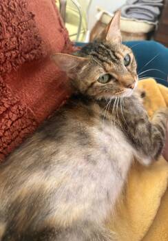 Rescue Domestic Short Hair Cats for Adoption in Los Angeles, California - Bibimbap | PetCurious