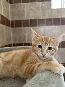 Domestic Short Hair and Tabby Cats Available for Adoption in Dallas, Texas - Corn Nut | PetCurious