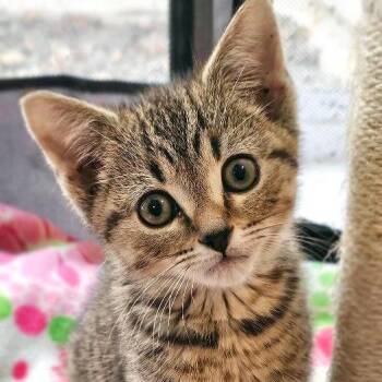 Bud -  Domestic Short Hair Cat for Adoption in Fairfax, Virginia - Bud | PetCurious