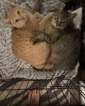 Rescue Tabby Cats for Adoption in Egg Harbor City, New Jersey - Sunny & Moony | PetCurious