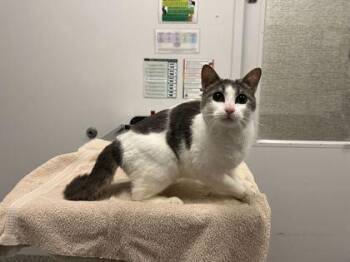 Magnolia -  Domestic Short Hair Cat for Adoption in Kansas City, Missouri - Magnolia | PetCurious