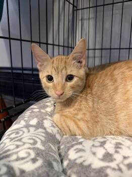 Affogato -  Domestic Short Hair Cat for Adoption in St. Peters, Missouri - Affogato | PetCurious