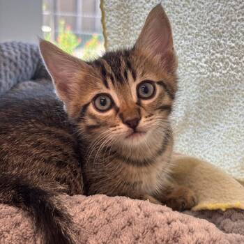 Bel Riposo -  Domestic Short Hair Cat for Adoption in League City, Texas - Bel Riposo | PetCurious
