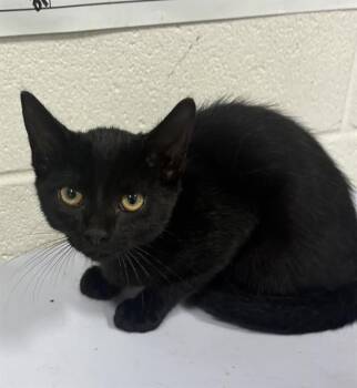 LANE -  Domestic Short Hair Cat for Adoption - LANE | PetCurious