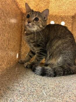 Domestic Short Hair Cats Available for Adoption - A794442 | PetCurious