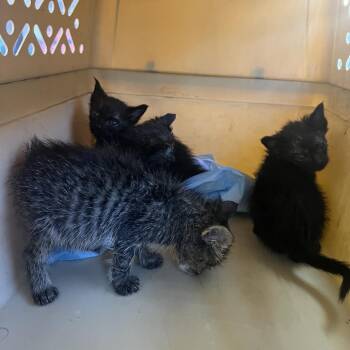 Small World -  Domestic Short Hair Cat for Adoption in Los Angeles, California - Small World | PetCurious