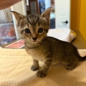 Timothy -  Domestic Short Hair Cat for Adoption in Lewisville, Texas - Timothy | PetCurious