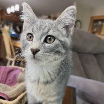 Chesney -  Domestic Short Hair Cat for Adoption in Bismarck, North Dakota - Chesney | PetCurious