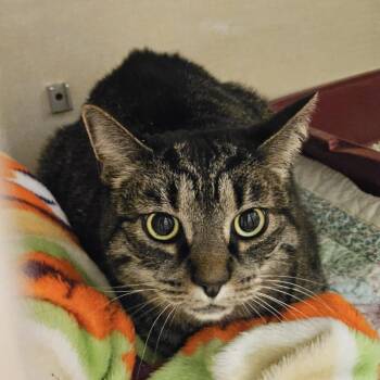 Bella -  Domestic Short Hair Cat for Adoption in Conway, New Hampshire - Bella | PetCurious