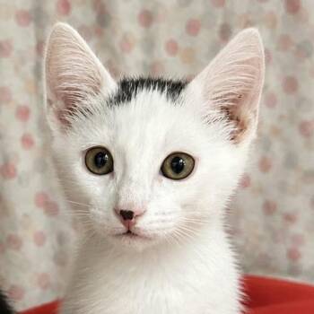 Havarti -  Domestic Short Hair Cat for Adoption in Bismarck, North Dakota - Havarti | PetCurious