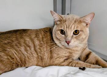 Maximus -  Domestic Short Hair Cat for Adoption in Youngtown, Arizona - Maximus | PetCurious