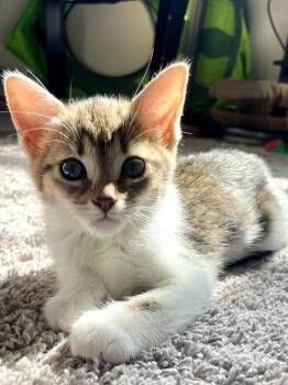 Corn Maze -  Domestic Short Hair Cat for Adoption in Salisbury, North Carolina - Corn Maze | PetCurious