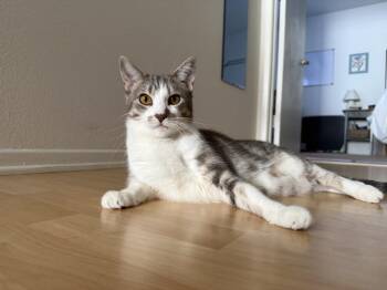 OLIVER -  Domestic Short Hair Cat for Adoption in Burbank, California - OLIVER | PetCurious