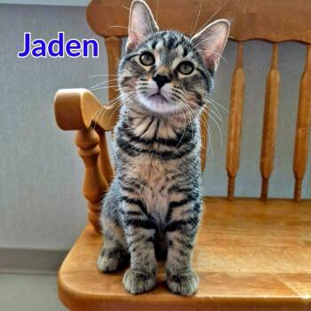 Jaden -  Domestic Short Hair Cat for Adoption in North Saint Paul, Minnesota - Jaden | PetCurious