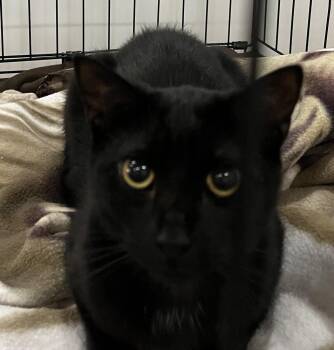 Domestic Short Hair Cats Available for Adoption in Duxbury, Massachusetts - Maeve | PetCurious