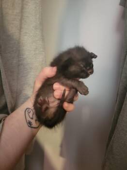 Pumpernickel -  Domestic Short Hair Cat Available for Adoption in Belton, Missouri - Pumpernickel | PetCurious