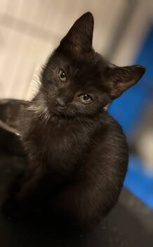 Rescue Domestic Short Hair Cats for Adoption in Forest, Virginia - *Annie | PetCurious