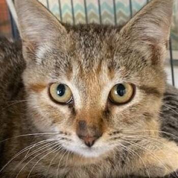 Rescue Domestic Short Hair Cats for Adoption in Ocean Isle Beach, North Carolina - Snickers | PetCurious