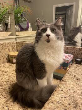 Rescue Domestic Medium Hair Cats for Adoption in St. Cloud, Florida - Wilder | PetCurious