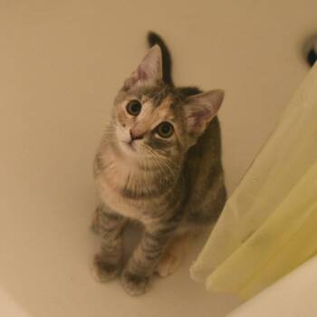 Penny -  Domestic Short Hair Cat for Adoption in Fort Worth, Texas - Penny | PetCurious