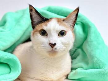 MITTENS -  Domestic Short Hair Cat for Adoption in Fort Lauderdale, Florida - MITTENS | PetCurious
