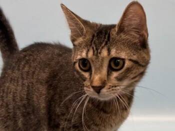 Sasha -  Domestic Short Hair Cat for Adoption in Golden Valley, Minnesota - Sasha | PetCurious