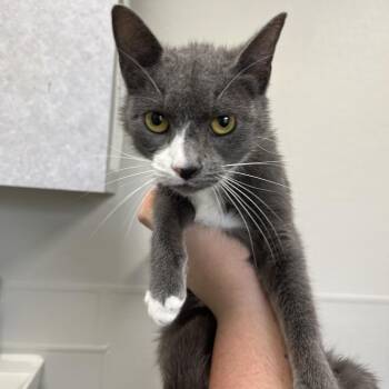Domestic Short Hair Cats Available for Adoption in Columbiana, Alabama - Wildflower | PetCurious