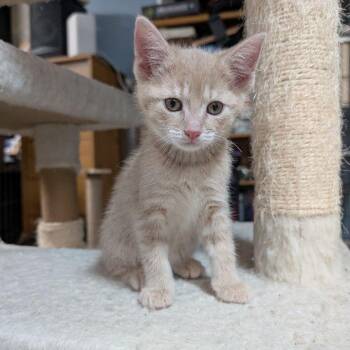 Domestic Short Hair Cats Available for Adoption in Lake Orion, Michigan - Krona | PetCurious
