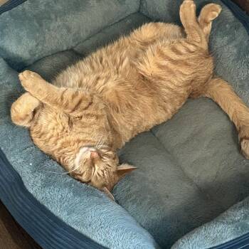 George -  Domestic Short Hair Cat for Adoption in Rochester, Minnesota - George | PetCurious