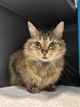 LISA -  Domestic Medium Hair Cat for Adoption in Leesburg, Virginia - LISA | PetCurious