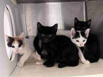 CELESTE -  Domestic Short Hair Cat for Adoption in Tustin, California - CELESTE | PetCurious